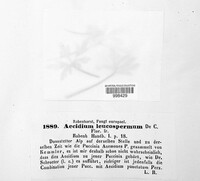 Ochropsora ariae image